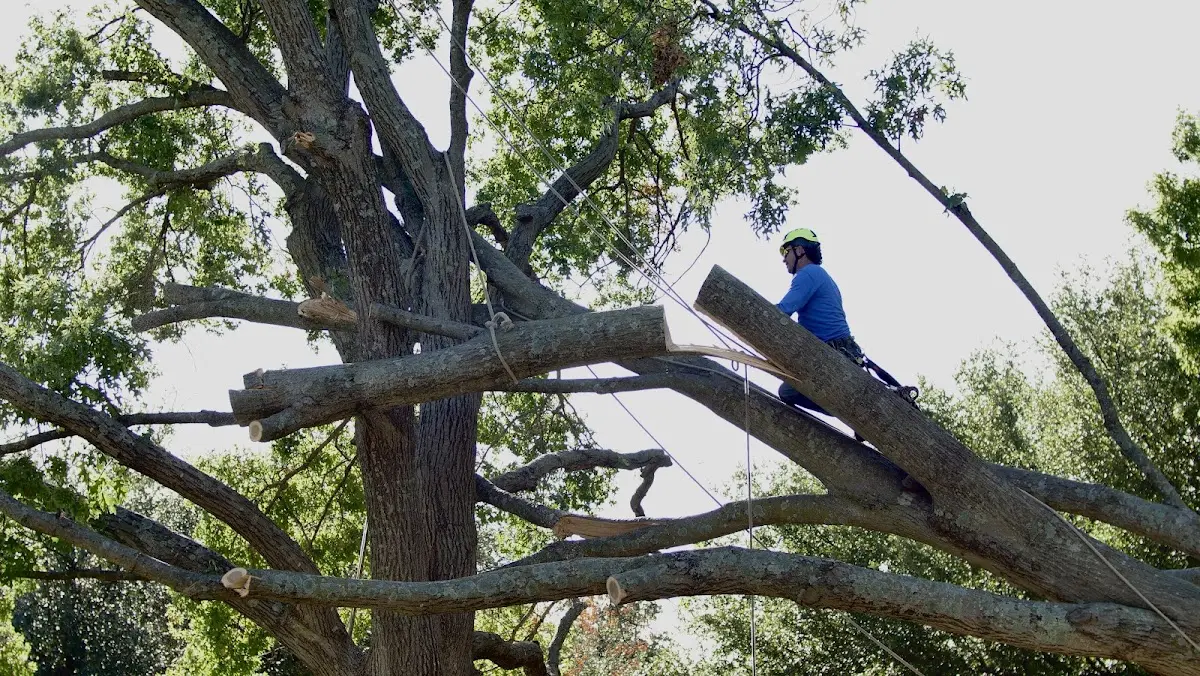 Professional Crown Thinning performed by certified arborists in Broken Arrow